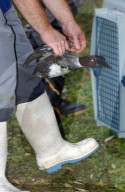 Stiefel eines Tierpflegers mit Schellente im Zoo Zürich, 2005