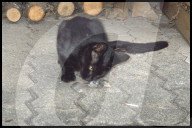 Modrow Katze