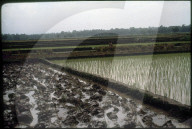 Reisfeld, bei Madras, Indien 1981