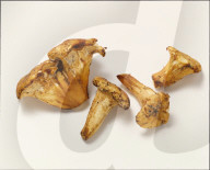 Eierschwämme / Pfifferlinge