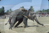 Elefantenspiele in Thailand 1979; Seilziehen 