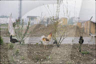 Besetzung des Baugeländes für das geplante KKW Kaiseraugst 1975 