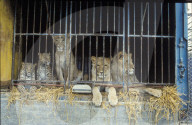 Leoparden und Löwen im Plättli-Zoo 1985
