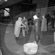 Bekämpfung der Maul- und Klauenseuche, 1953