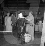 Bekämpfung der Maul- und Klauenseuche, 1953