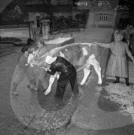 Bekämpfung der Maul- und Klauenseuche, 1953