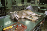 Toter Wolf in der Tierpathologie in Bern, 1999