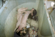 Kadaver diverser toter Tiere in einem Kadaver-Container, 1996