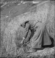 WK 2: Getreideernte in Tschamut, 1941