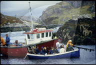 Fischkutter in Schottland, 1986