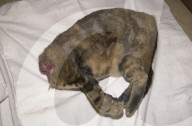 Katze mit abgeschnittenem Kopf