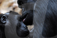 FEATURE - Gorillamutter und Sohn ganz intim