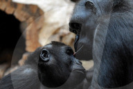 FEATURE - Gorillamutter und Sohn ganz intim