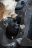 FEATURE - Gorillamutter und Sohn ganz intim