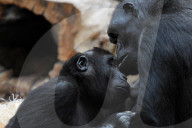 FEATURE - Gorillamutter und Sohn ganz intim
