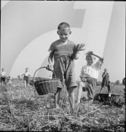 Schulkinder beim Ähren lesen, Nachlese im Rheintal; 1941