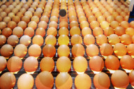 Bio-Eier aus Rüti 2006