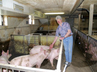 Alfred Stöckli, Schweinemäster und Käsermeister, 2006