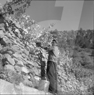 "Heidenwein": Weinlese über Steinmauer, 1956