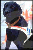 Blindenhundeschule Allschwil