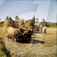 Frauen und Männer bei der Reisernte, Portugal 1960