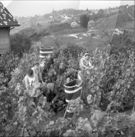 Weinlese in Riex im Lavaux, 1957