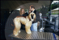 Afghane, Internationale Hundeausstellung, Bern 1994