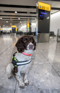 FEATURE - Zollhund erschnüffelt geschmuggeltes Geld