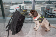 FEATURE - Zollhund erschnüffelt geschmuggeltes Geld