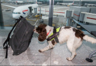 FEATURE - Zollhund erschnüffelt geschmuggeltes Geld