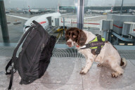 FEATURE - Zollhund erschnüffelt geschmuggeltes Geld
