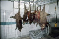 Verunfallte, tote Wildschweine in Metzgerei 1994