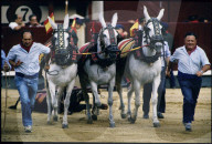 Stierkampf in Spanien 1987