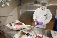 Richard Hoop, Bakteriologe am Tierspital Zürich 2006