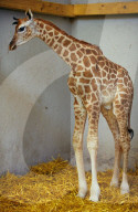 Kleine Giraffe in Knie's Kinderzoo in Rapperswil 2004