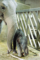 Elefanten-Baby Fahim im Zürcher Zoo 2005