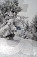 Verschneite Bäume auf der Rigi, 2005