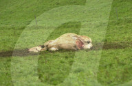 Tierquäler in der Nordwestschweiz 2005: Kuh starb an Fehlgeburt