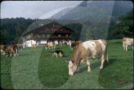 Simmentaler Kühe auf Wiese vor Bauernhaus, 1979