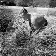 Getreideernte im Rheintal 1941