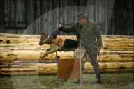 Hundeausbildner mit Polizeihund  bei der Ausbildung 1982