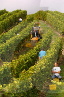 Weinlese im Dorf Champagne, Waadt, 2004