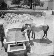 WK 2: Landhilfe; Freiwilliger Student, Pferd beim Trinken, Schiers 1940