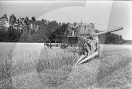 Weizenernte 1967