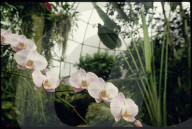 Regenwaldhaus im Botanischen Garten Zürich 1987