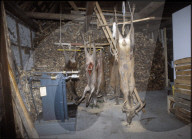 Tote Rehe, aufgehängt, Graubünden 1980