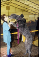 Sybille Gschwend mit Deerhound, Hundeausstellung 1994