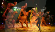 Circus Knie, Première 2006: Franco Knie jun. mit Elefanten