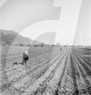 Feldarbeit im Frühling, circa 1948