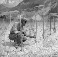 "Walliser Rebenkrieg": Vernichtung illegaler Reben, 1961